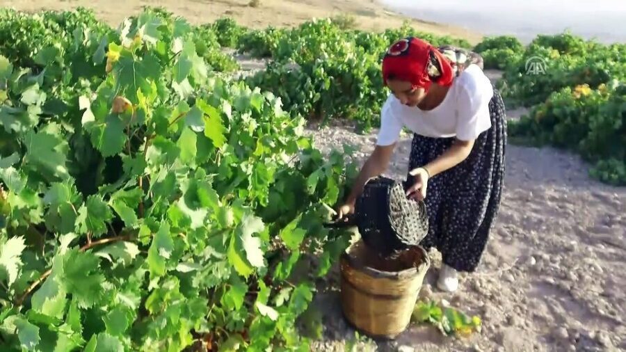 Cappadocia: Private Half-Day Vineyards & Wine Tasting Tour - Why two more winery stops add value