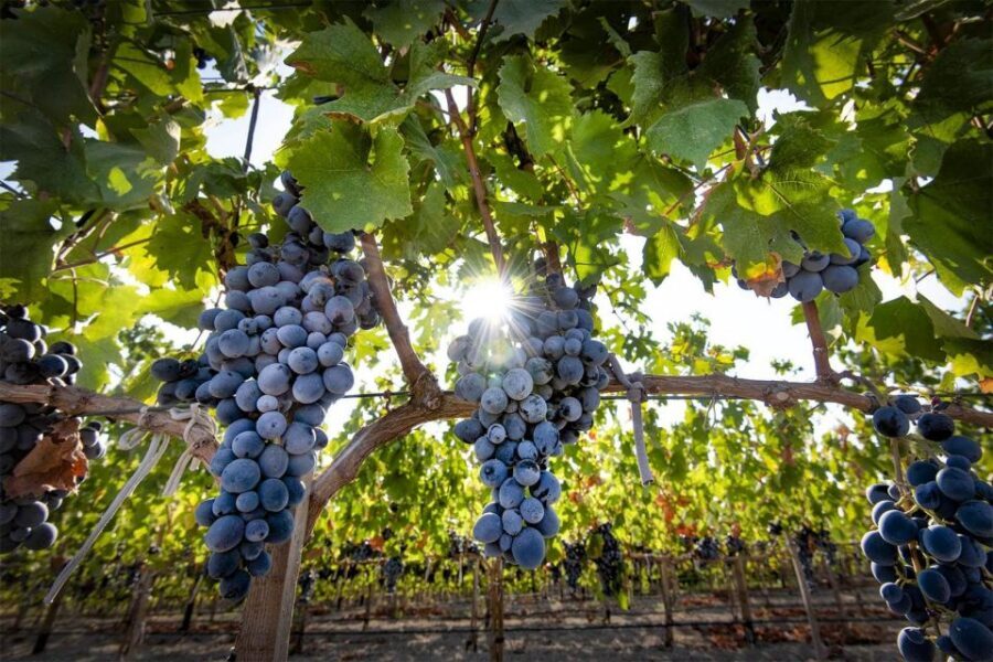 Cappadocia: Private Half-Day Vineyards & Wine Tasting Tour - Who this tour suits best (and who might skip it)