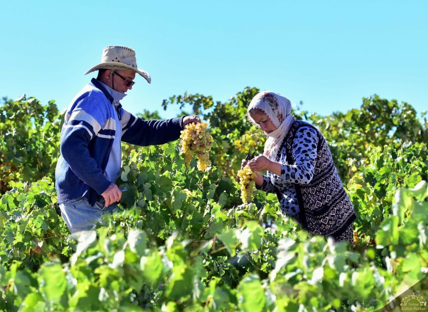 Cappadocia: Private Half-Day Vineyards & Wine Tasting Tour - How the pickup and private drive set the tone